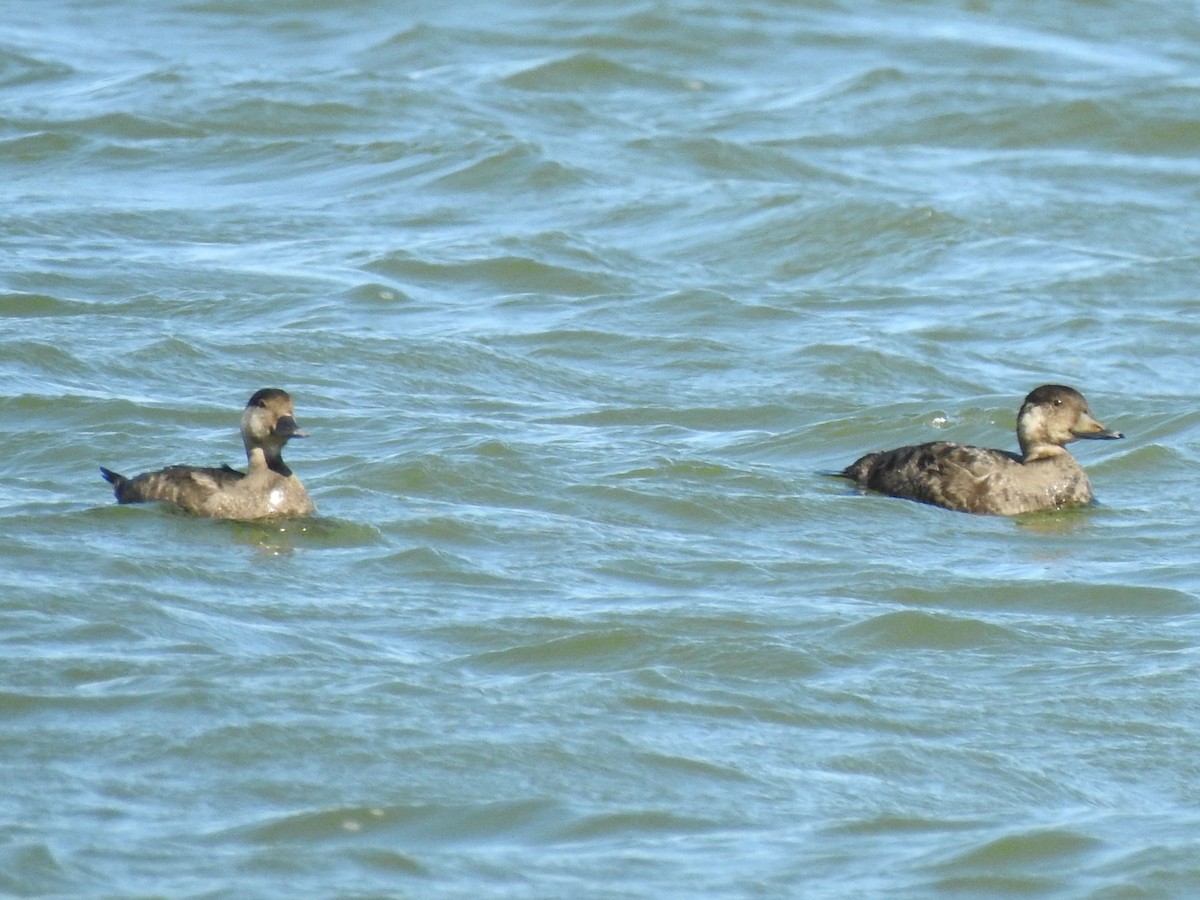 Black Scoter - ML611394541