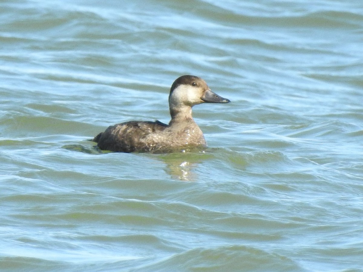 Black Scoter - ML611394543