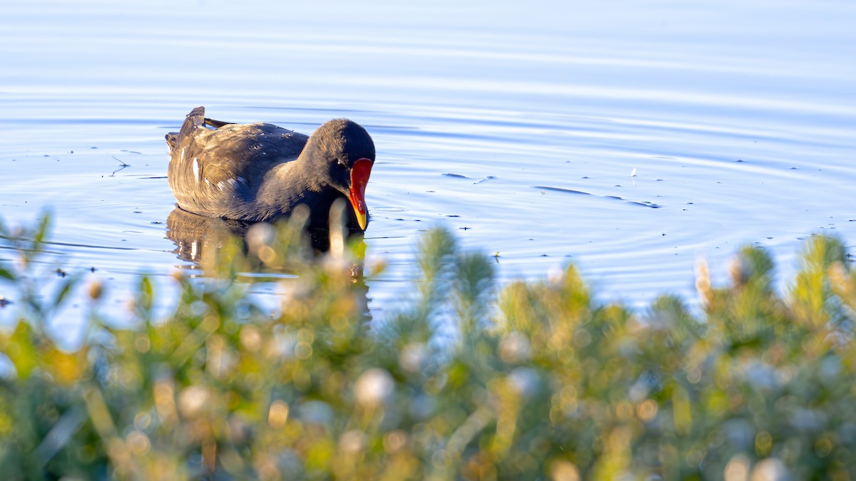 Eurasian Moorhen - ML611394553