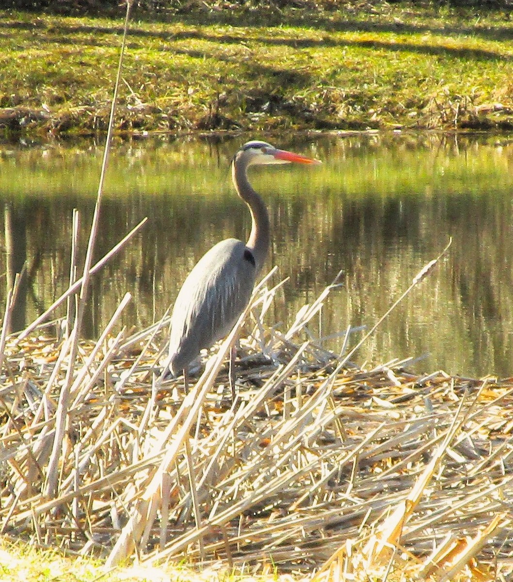 Great Blue Heron - ML611394576