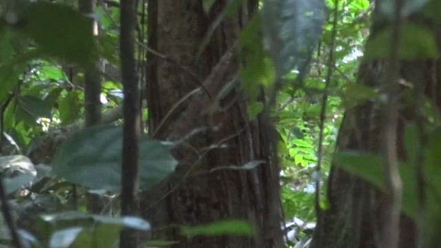 Ochre-bellied Flycatcher - ML611394580