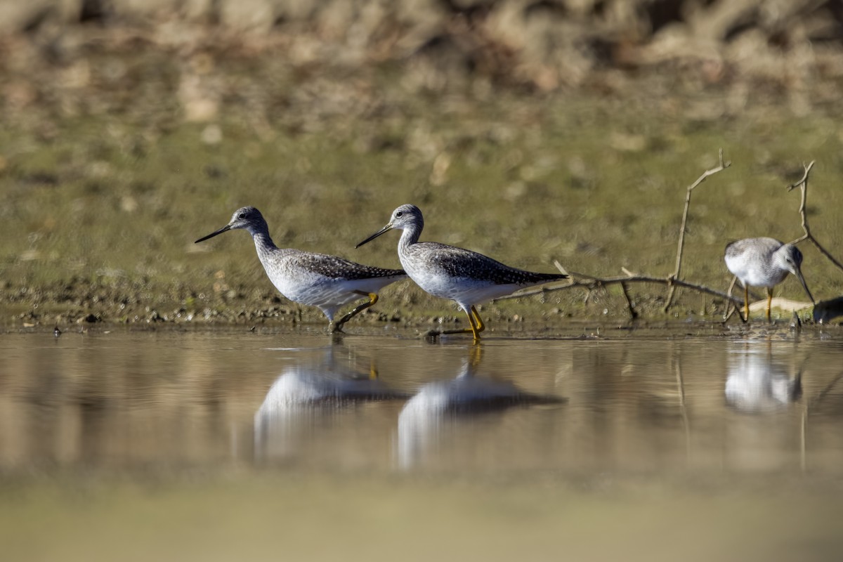 Greater Yellowlegs - ML611394643