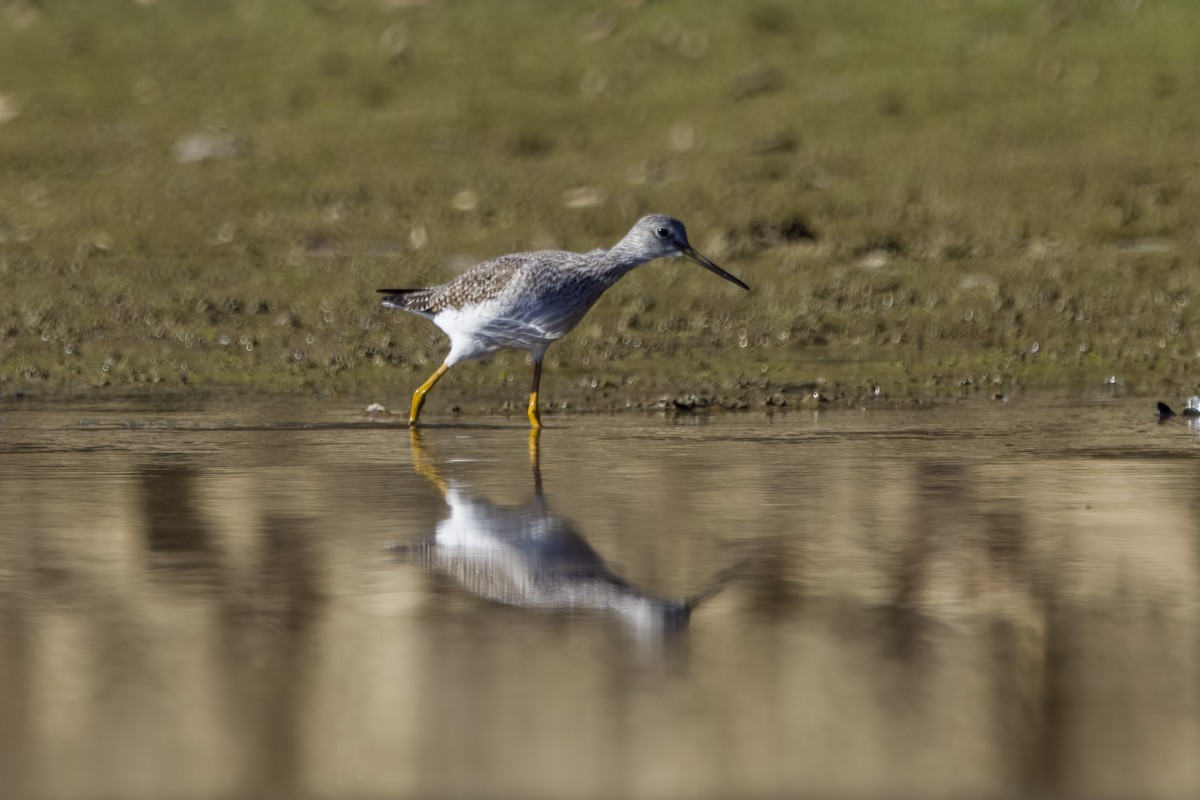 Greater Yellowlegs - ML611394644