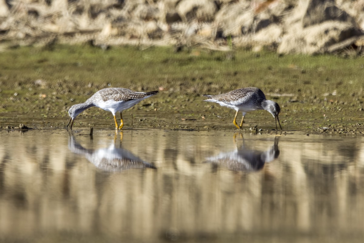 Greater Yellowlegs - ML611394645