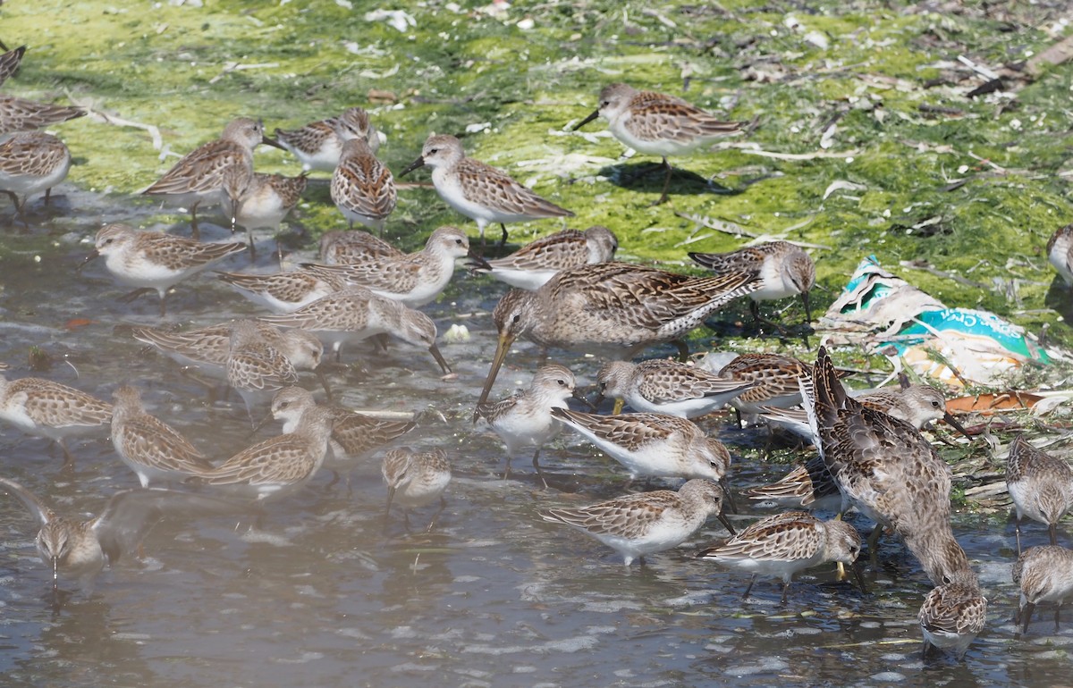 Short-billed Dowitcher - ML611394664