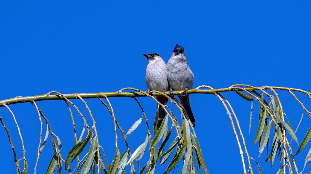 Bulbul cul-d'or - ML611394672