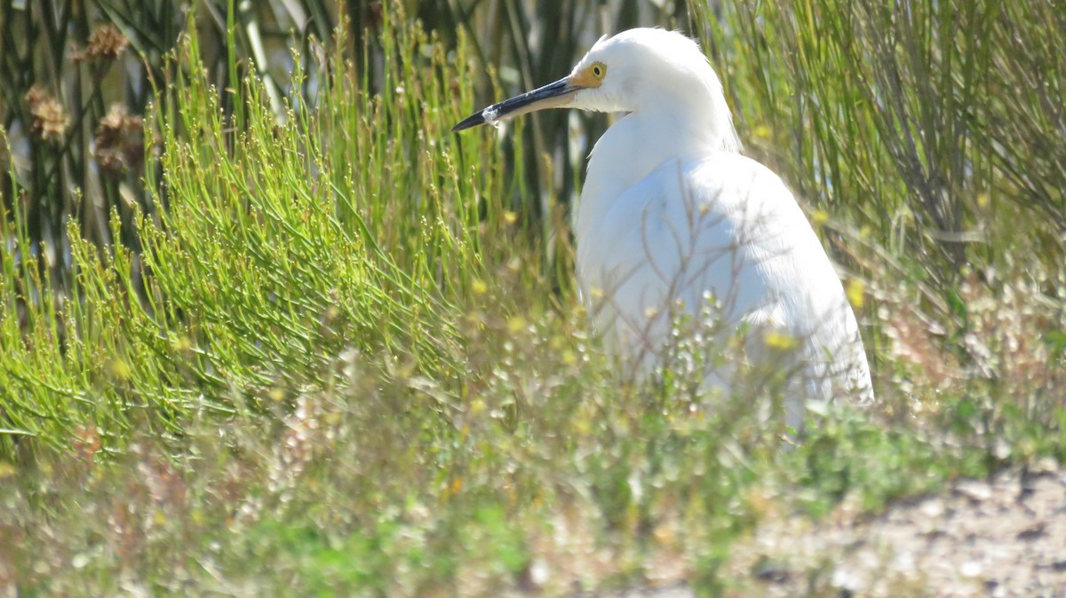 Snowy Egret - ML611394727