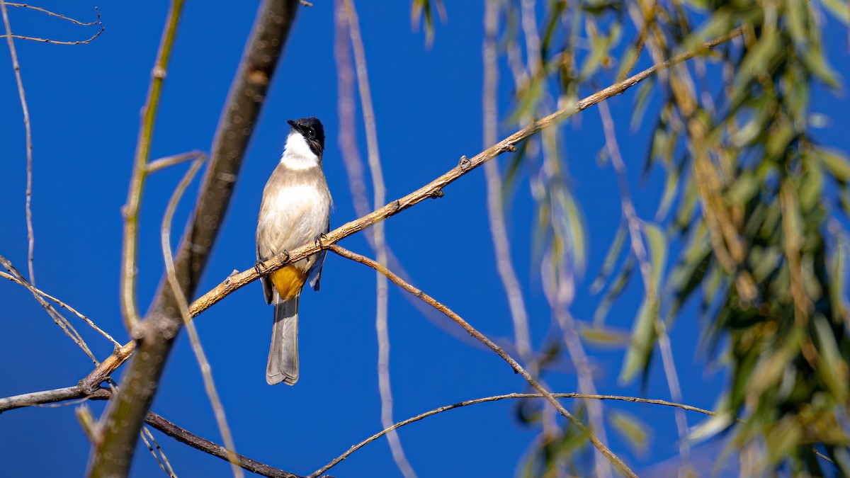 Bulbul à poitrine brune - ML611394740