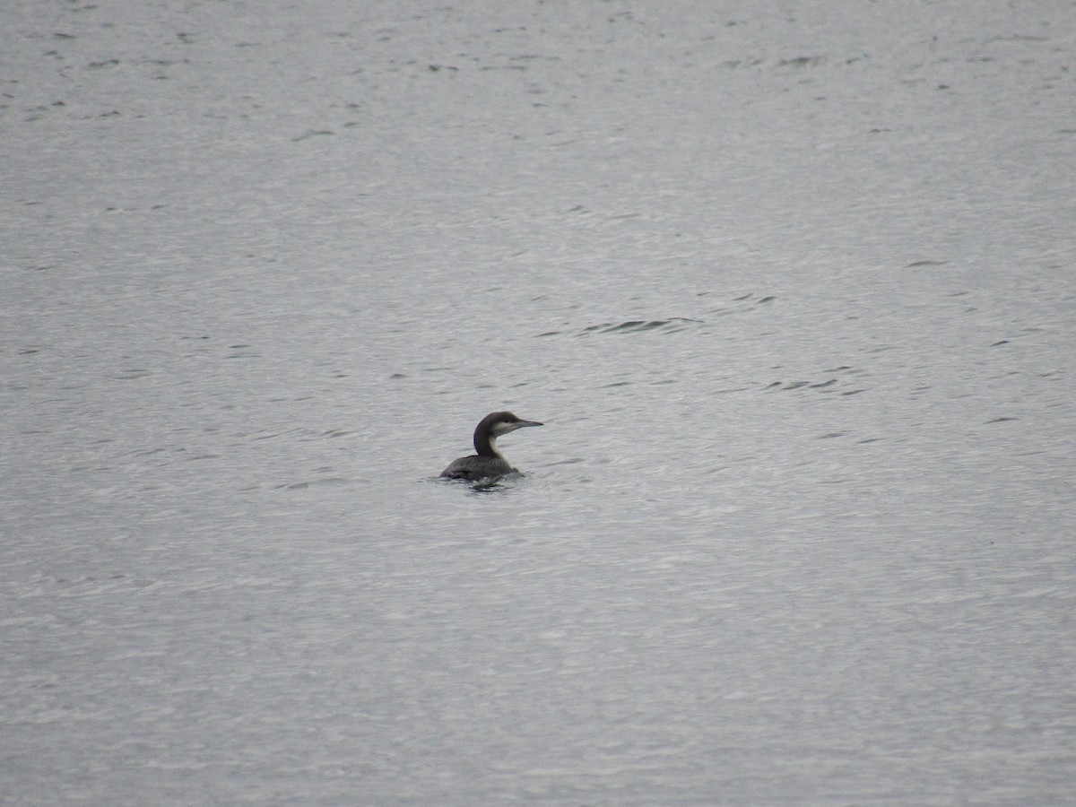 Arctic Loon - Larisa Zakharchenko