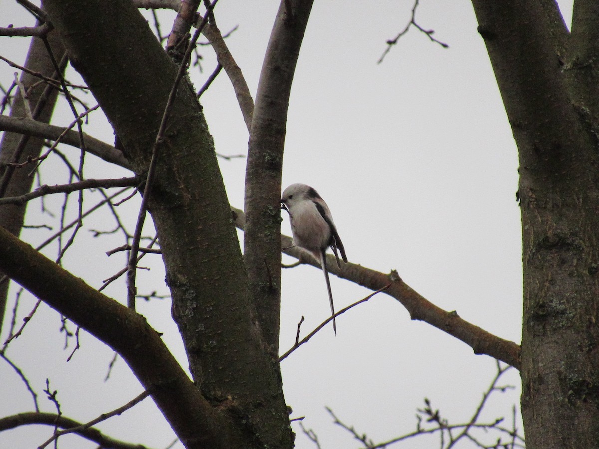 Long-tailed Tit - ML611394755