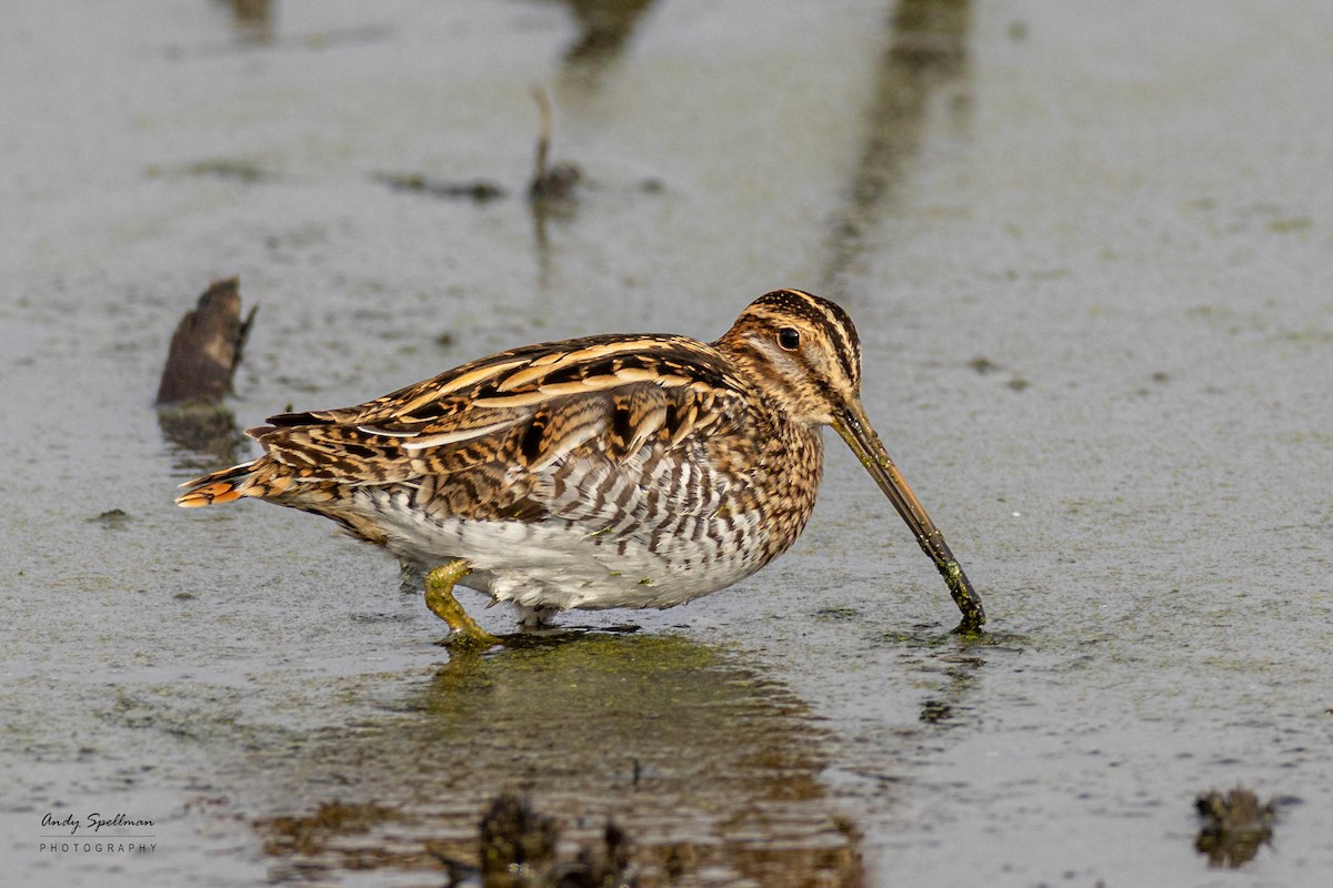 Wilson's Snipe - ML611394767