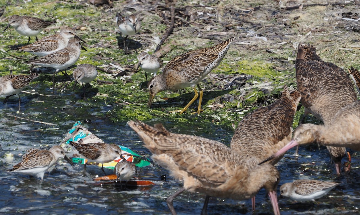 Short-billed Dowitcher - Karen Markey