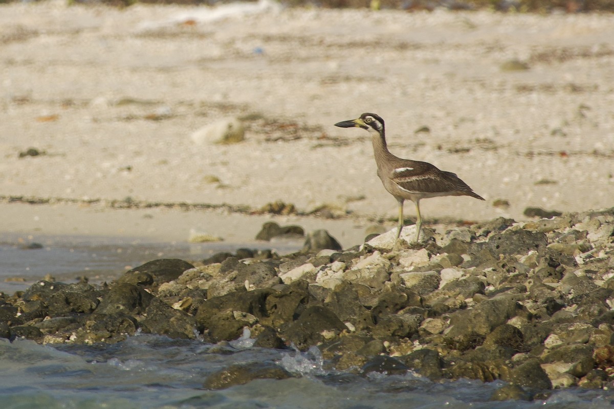 Beach Thick-knee - ML611394924