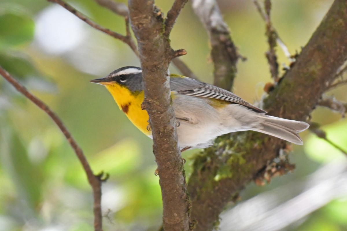 Crescent-chested Warbler - ML611394927