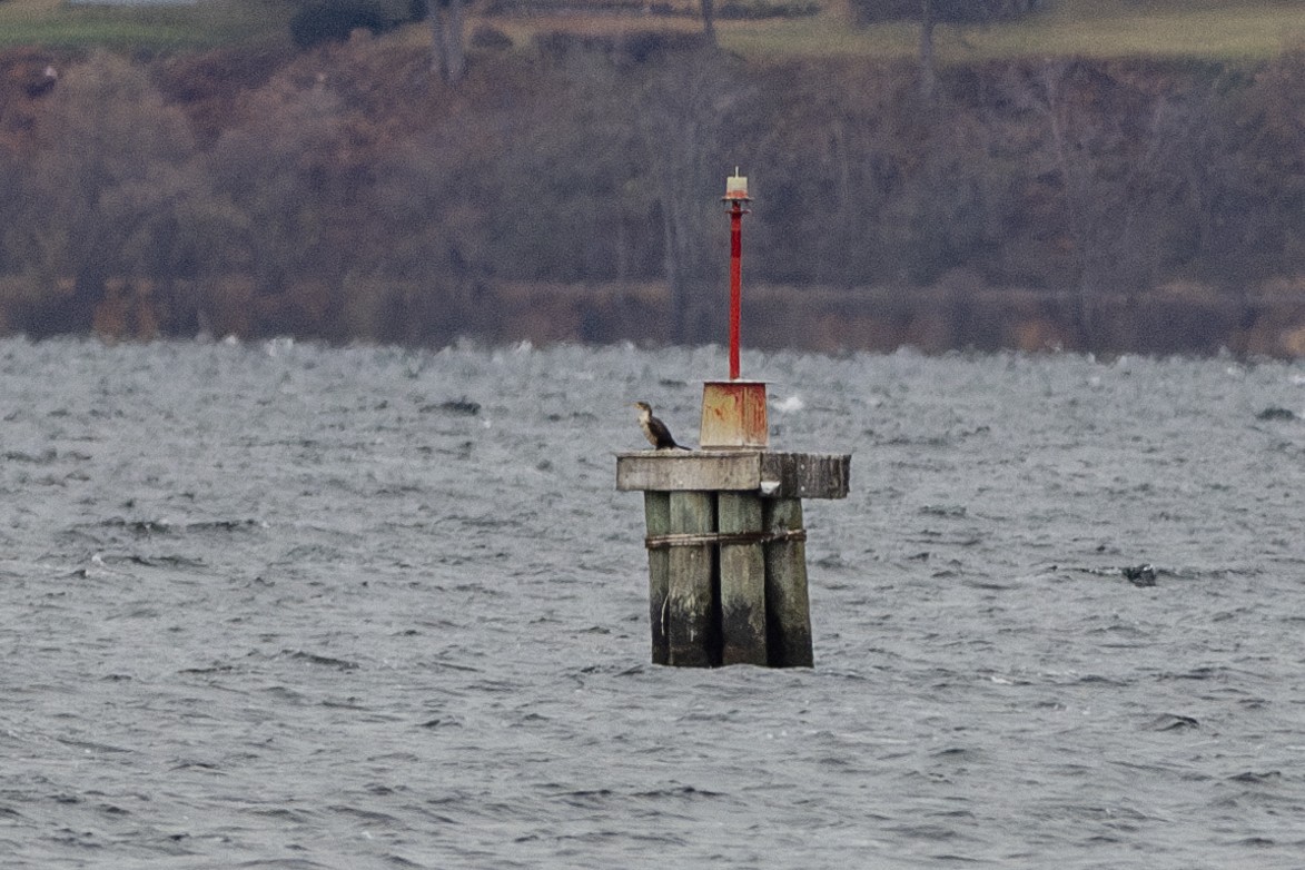 Double-crested Cormorant - ML611394936