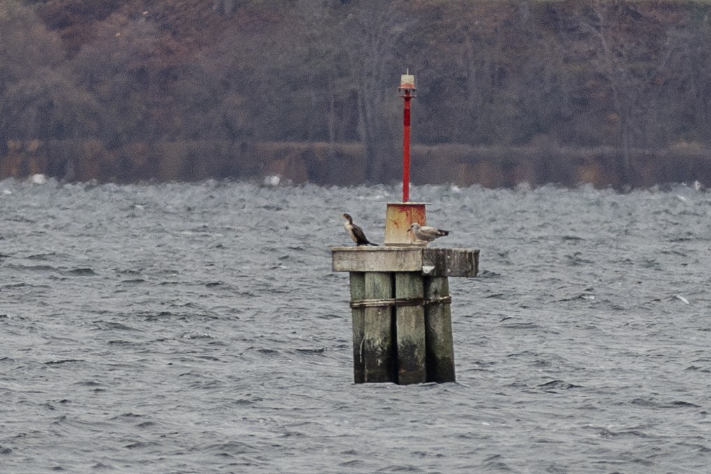 Double-crested Cormorant - ML611394941