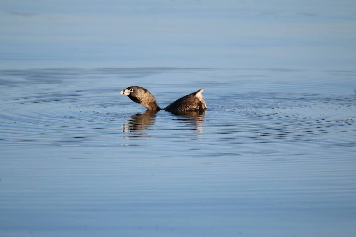 Pied-billed Grebe - ML611395007