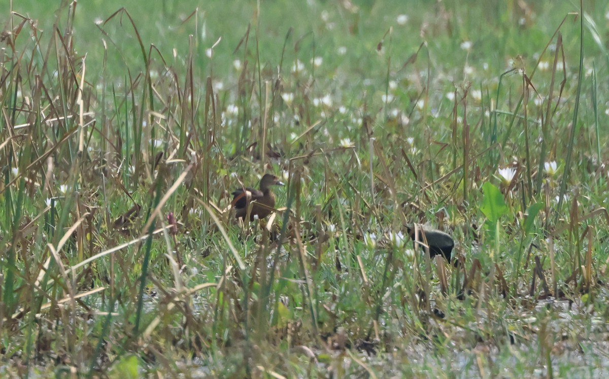 Lesser Whistling-Duck - ML611395032