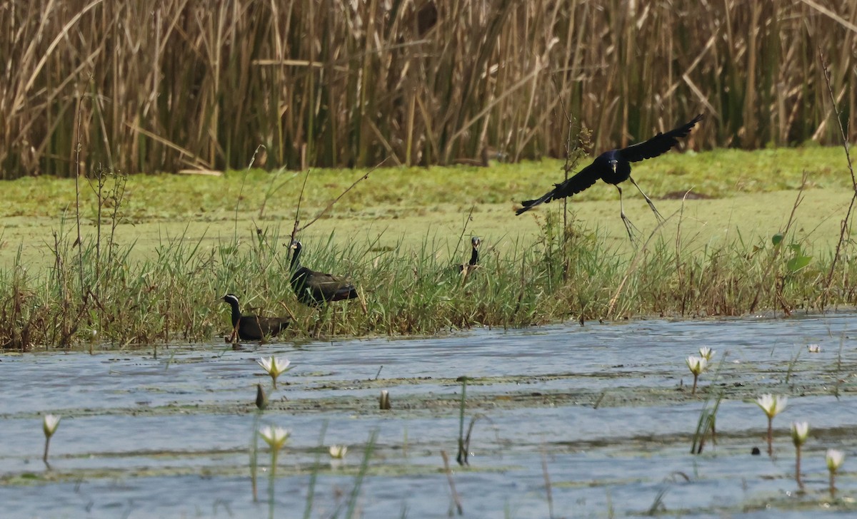 Bronze-winged Jacana - ML611395037