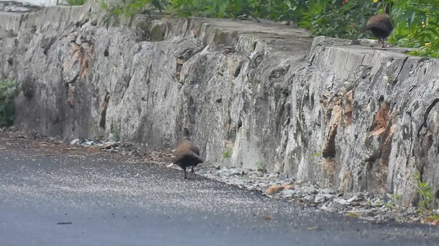 Red Spurfowl - ML611395080