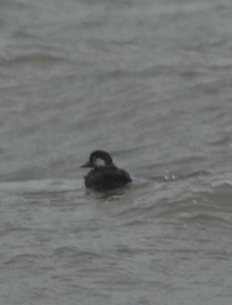 Black Scoter - ML611395162