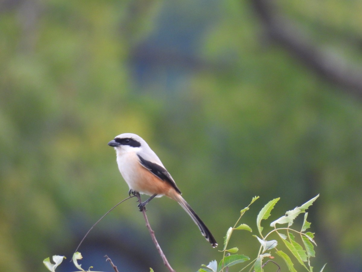 Алаг дунхай - ML611395193