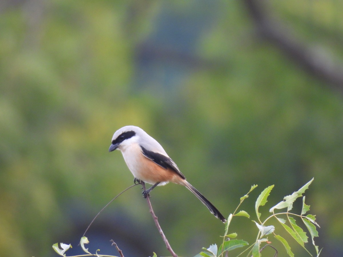 Алаг дунхай - ML611395194