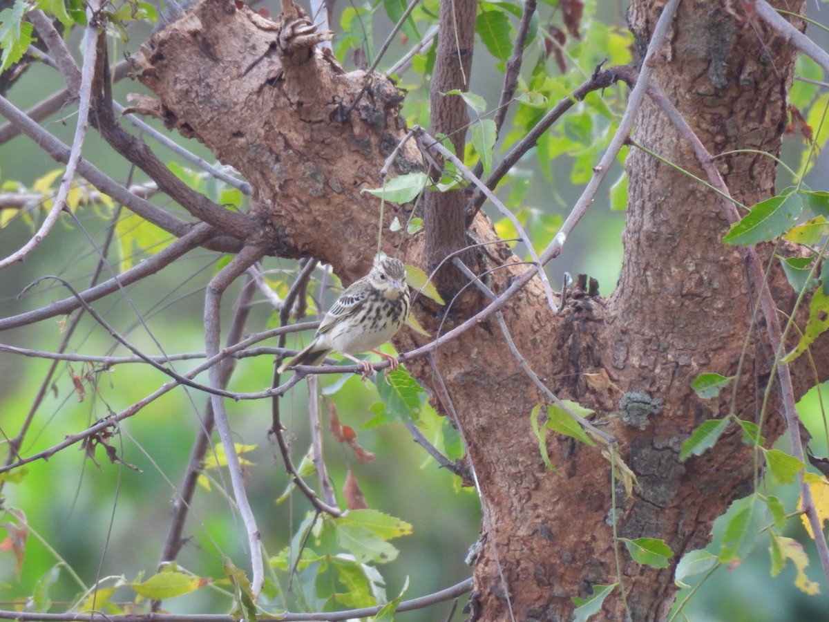 Ойн шийхнүүхэй - ML611395199