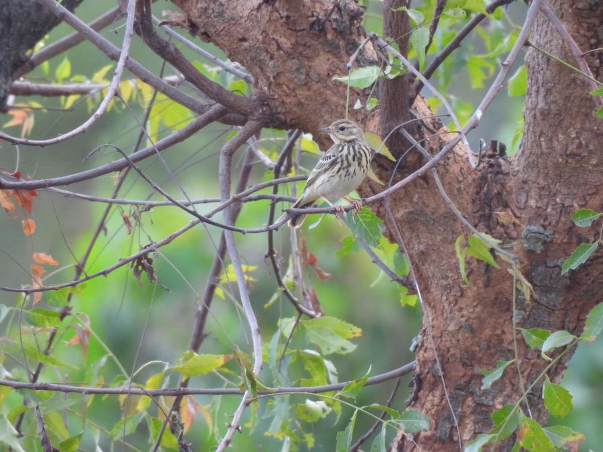 Ойн шийхнүүхэй - ML611395200