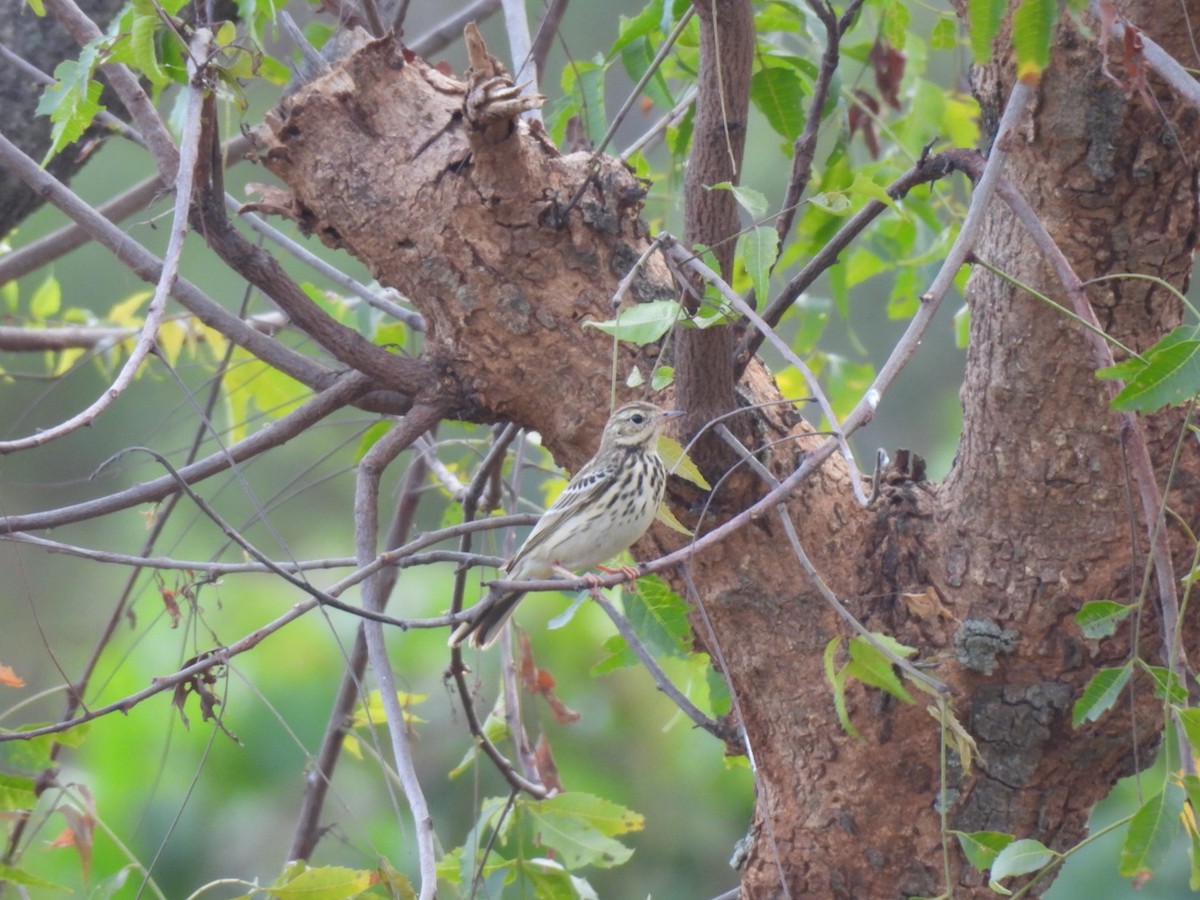 Ойн шийхнүүхэй - ML611395201