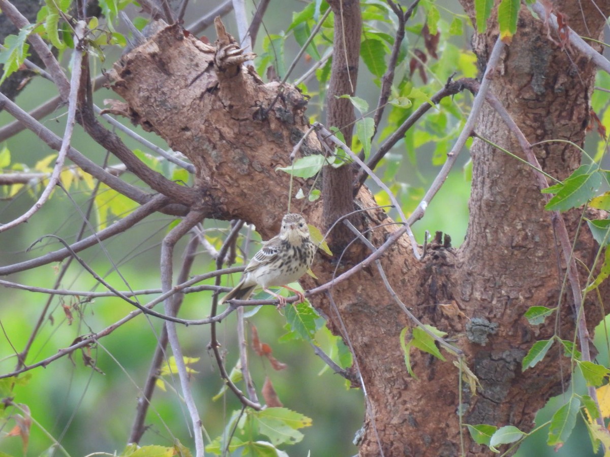 Ойн шийхнүүхэй - ML611395202