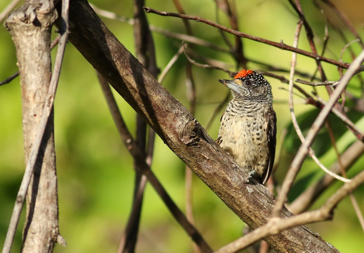 White-bellied Piculet - Luke Seitz