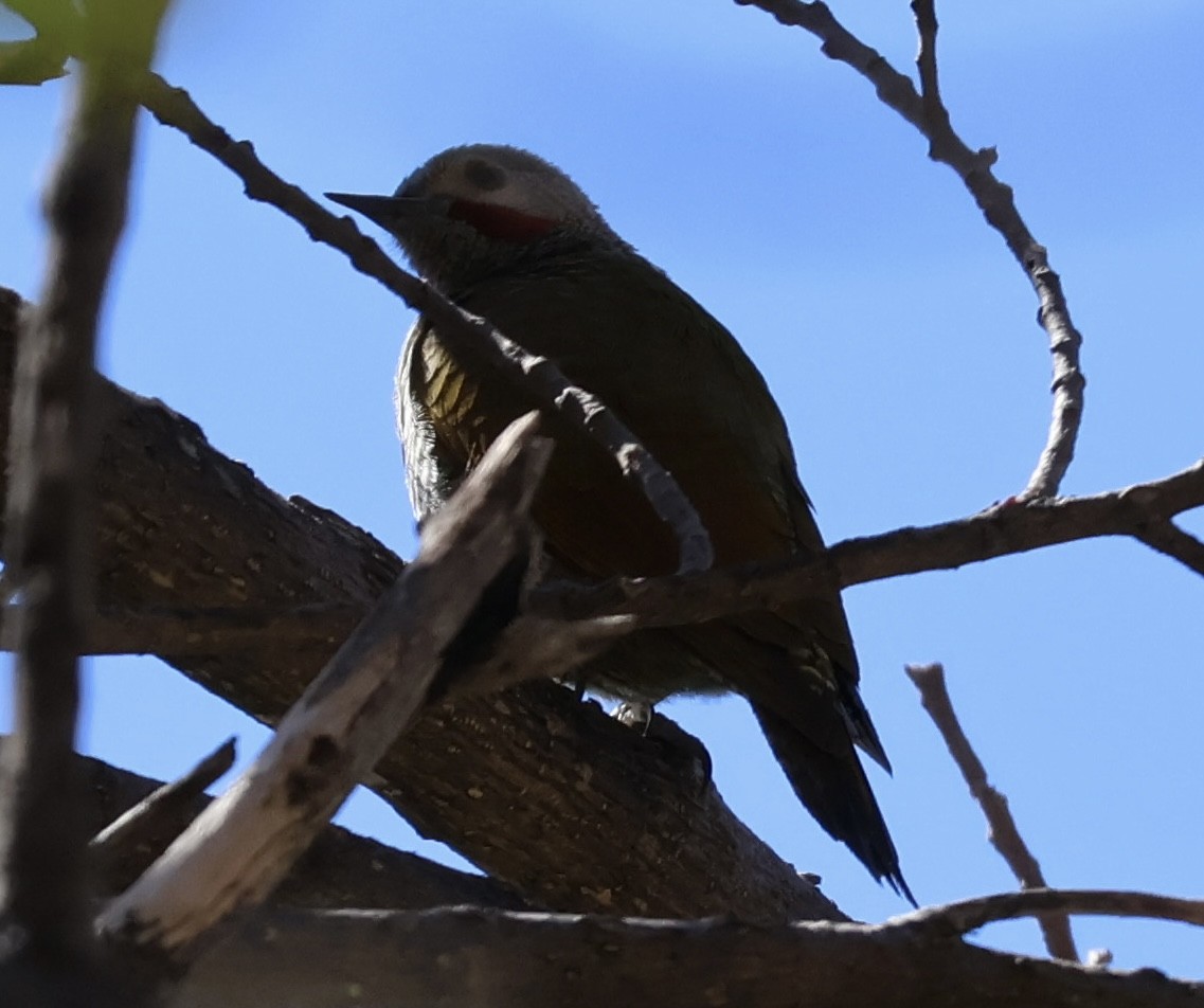 Gray-crowned Woodpecker - ML611395215