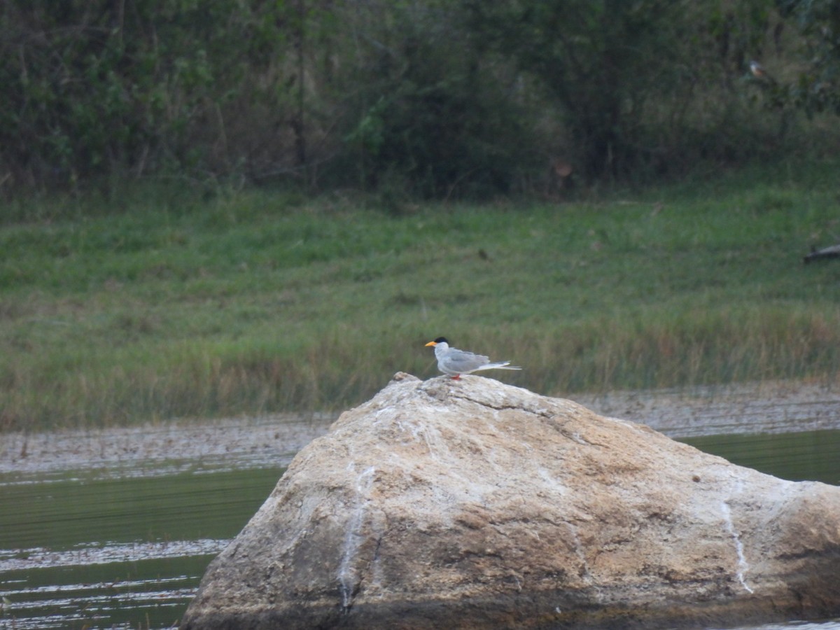 River Tern - ML611395216