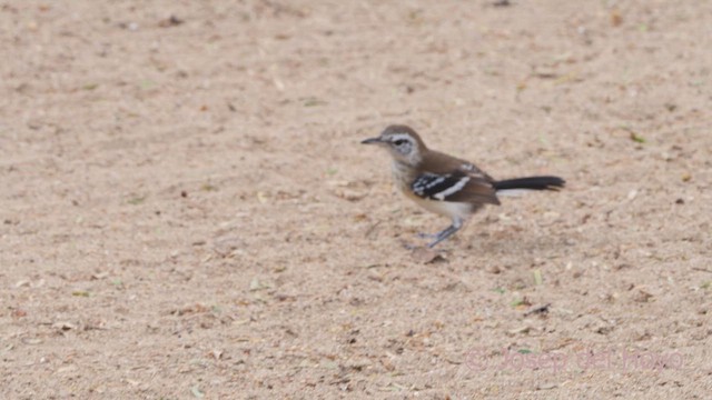 Northern White-fringed Antwren - ML611395226