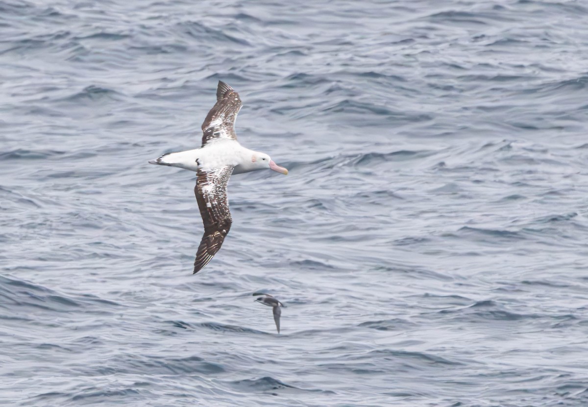 Albatros de Tristan da Cunha - ML611395294