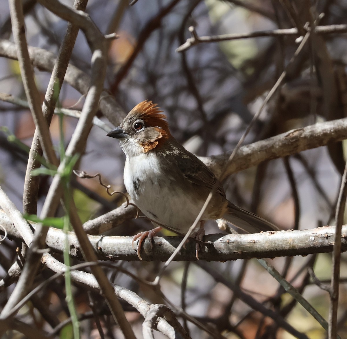 Rusty-crowned Ground-Sparrow - Matthew Rice