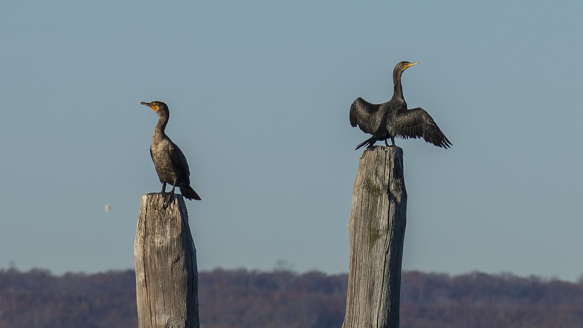 Double-crested Cormorant - ML611395392