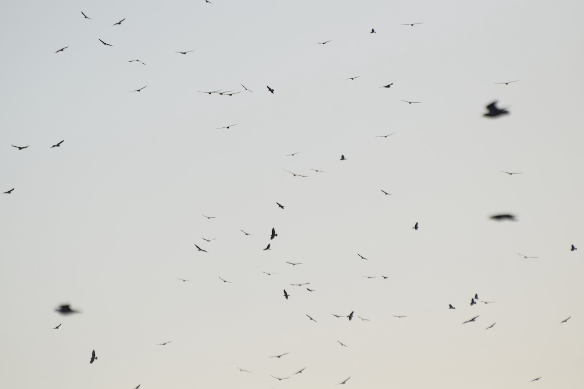 Swainson's Hawk - ML611395434