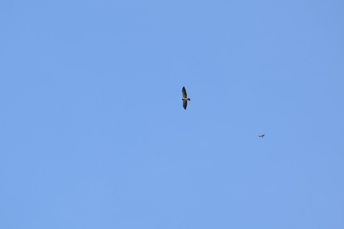 Swainson's Hawk - ML611395436