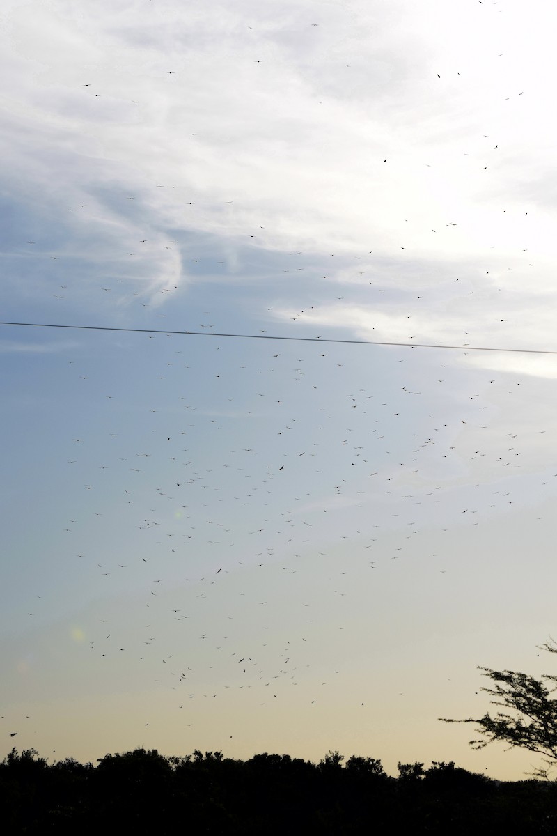 Swainson's Hawk - ML611395440