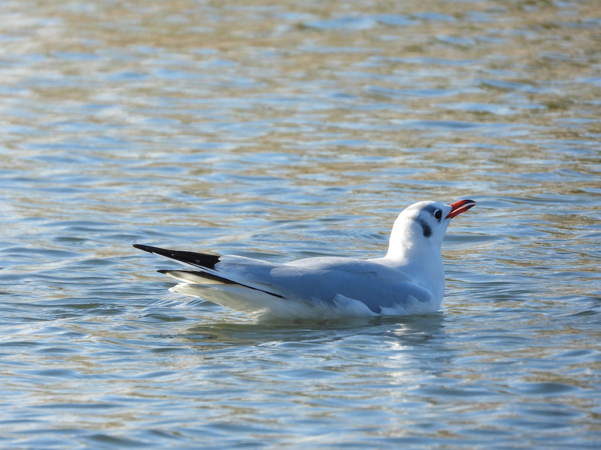 Mouette rieuse - ML611395483