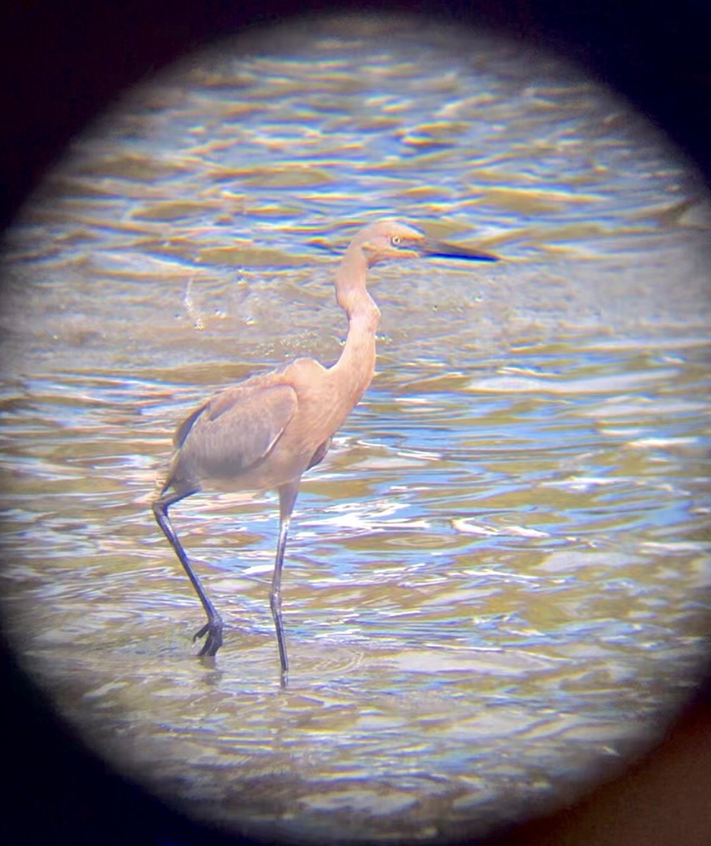 Reddish Egret - ML611395499