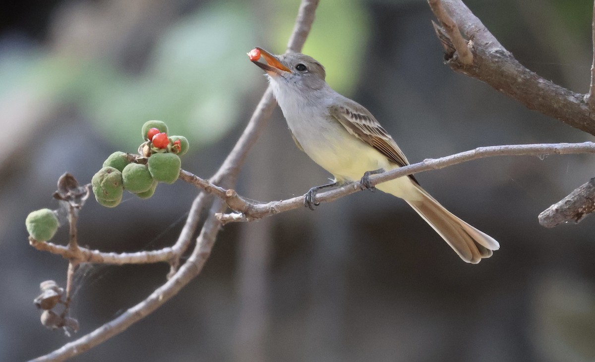 Nutting's Flycatcher - ML611395501