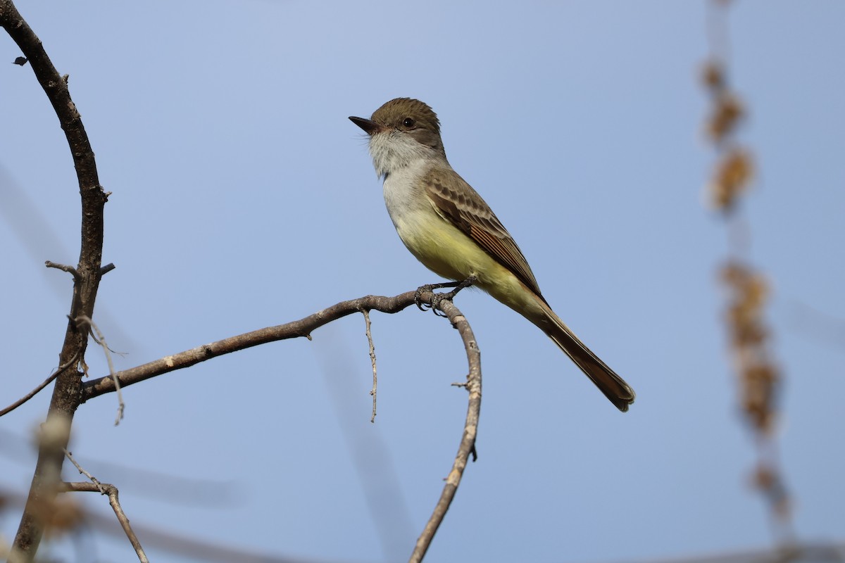 Nutting's Flycatcher - ML611395502