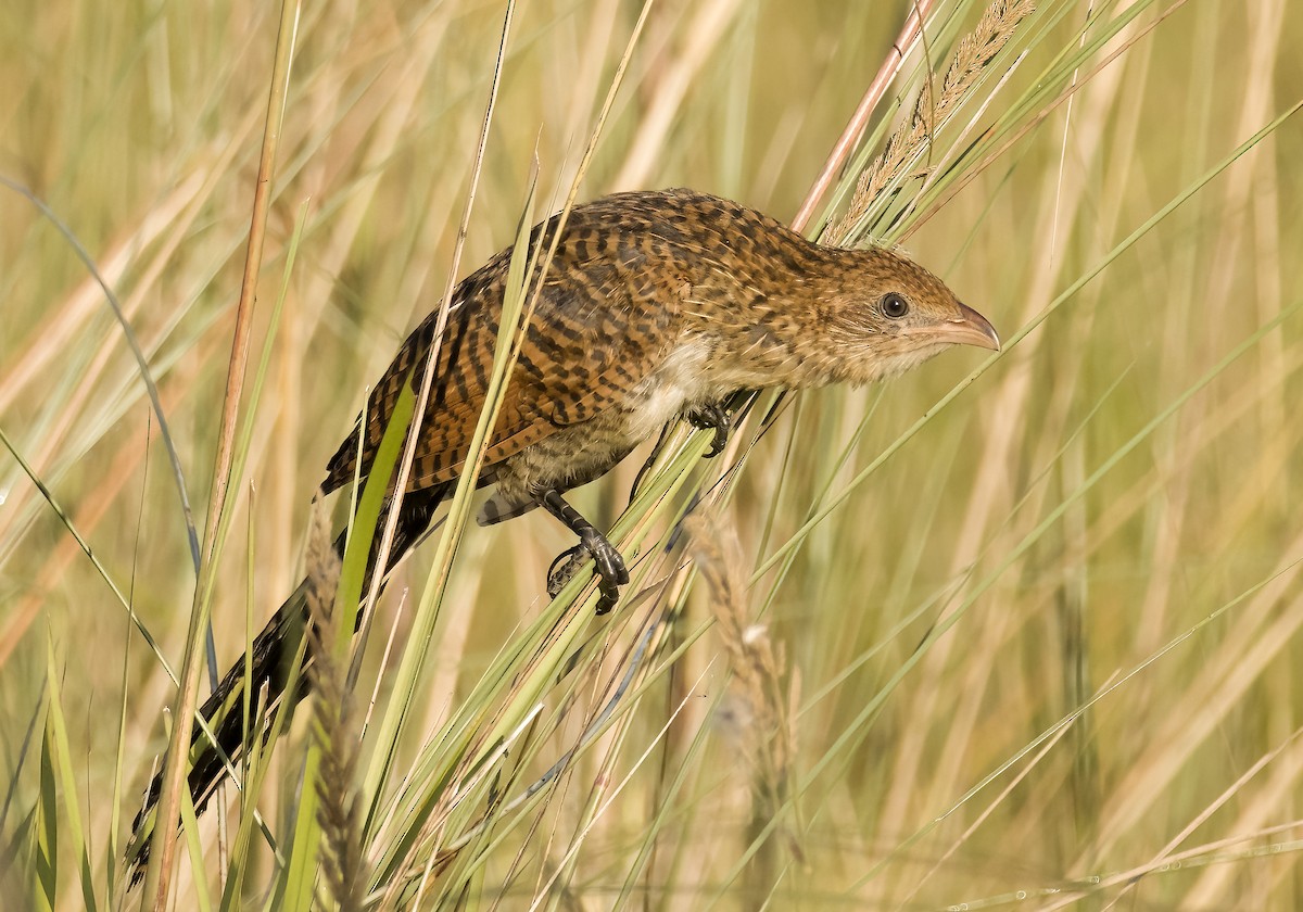 Lesser Coucal - ML611395537