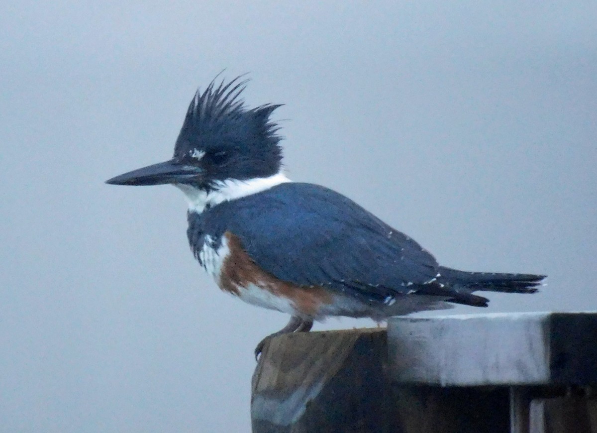 Belted Kingfisher - ML611395543