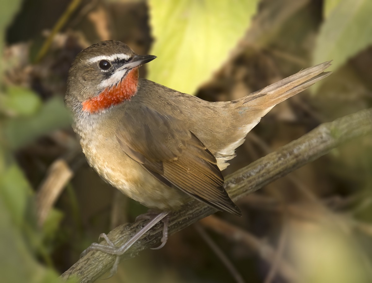 Siberian Rubythroat - ML611395555