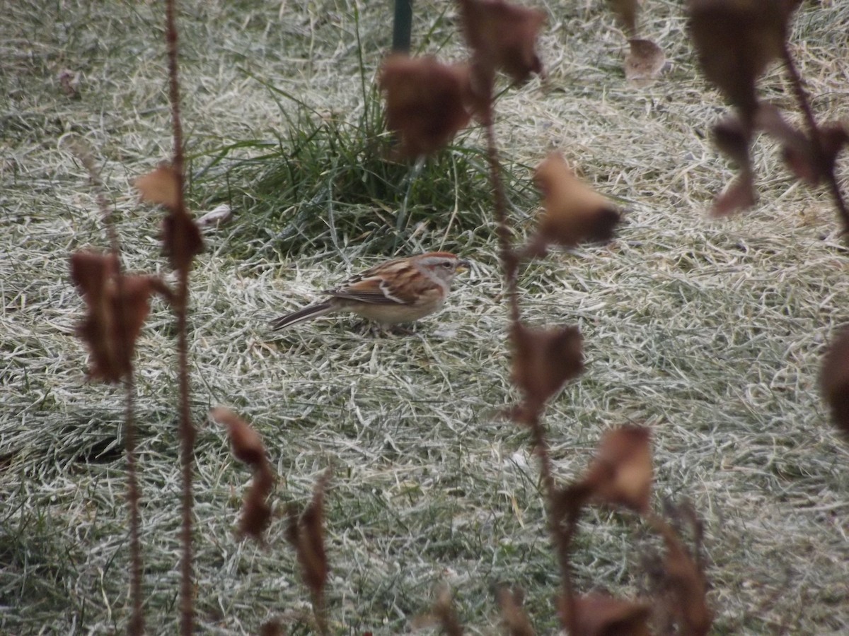 Spizella sp./American Tree Sparrow - ML611395565