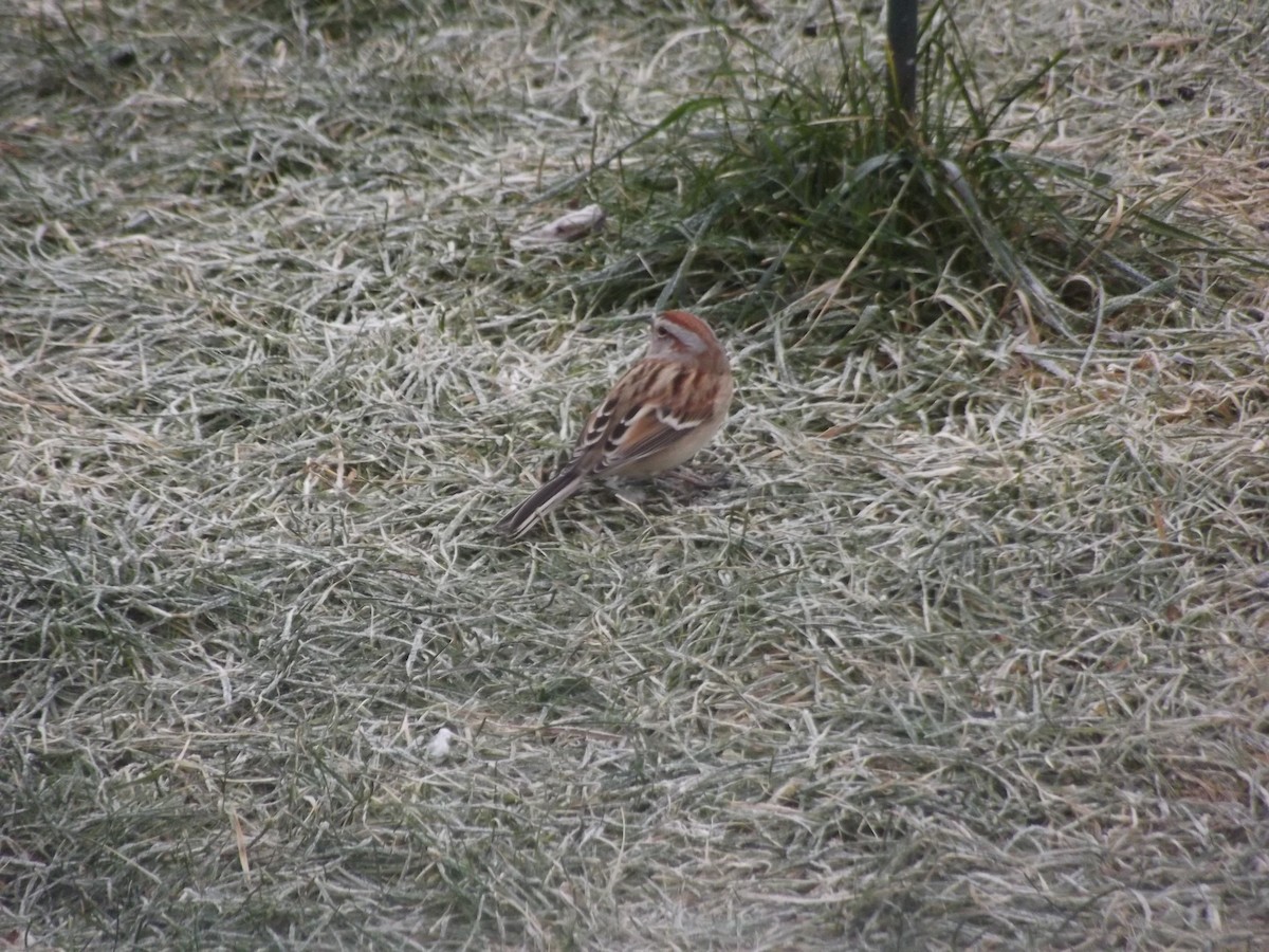 Spizella sp./American Tree Sparrow - ML611395576
